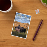 PREMIUM POSTCARDS Oklahoma, Buffalo & Calf