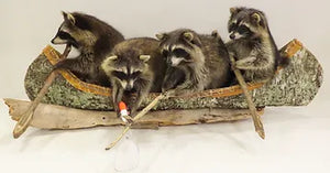 4 Racoon'S Canoeing