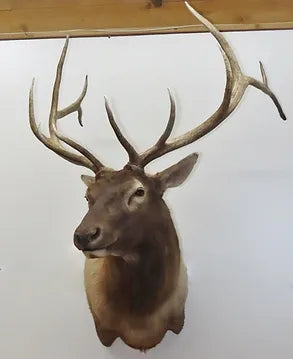 Elk