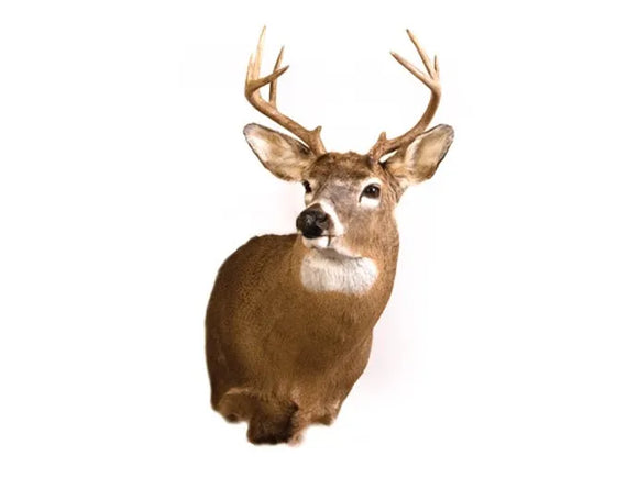 White Tail Deer