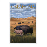 PREMIUM POSTCARDS Oklahoma, Buffalo & Calf