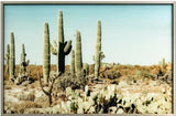 Saguaro Cacti Print - LOREC Ranch Home Furnishings