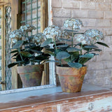 Metal Potted Hydrangea